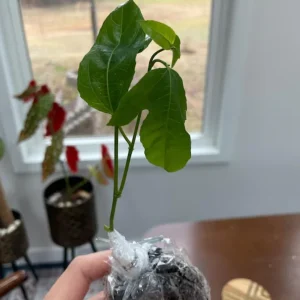 Purple Passionfruit Live Plant - Passiflora Edulis Vine, 4-6