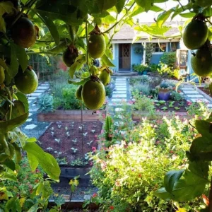 Purple Passionfruit Live Plant - Passiflora Edulis Vine, 4-6