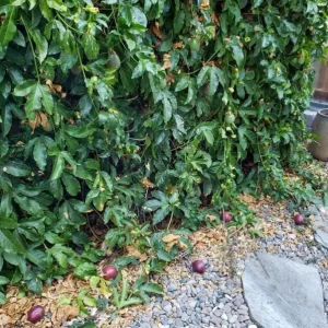 Purple Passionfruit Live Plant - Passiflora Edulis Vine, 4-6