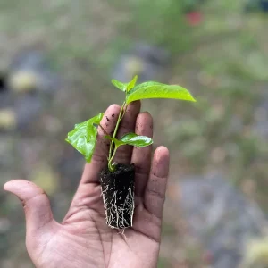 Purple Possum Passionfruit Live Plant – Exotic Edible Fruit Vine 3-7 inches - Image 10