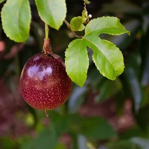 Purple Possum Passionfruit Live Plant – Exotic Edible Fruit Vine 3-7 inches - Image 7