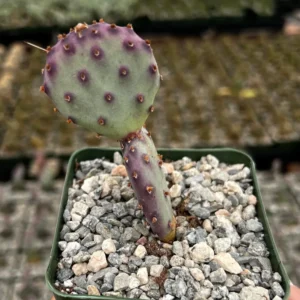 Purple Prickly Pear Cactus Live Plant - Opuntia Santa Rita - 4 inch Pot - Image 2