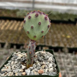 Purple Prickly Pear Cactus Live Plant - Opuntia Santa Rita - 4 inch Pot - Image 3