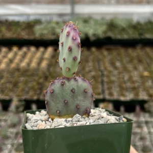 Purple Prickly Pear Cactus Live Plant - Opuntia Santa Rita - 4 inch Pot - Image 1