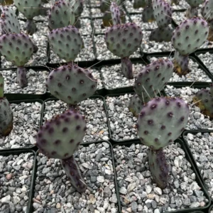 Purple Prickly Pear Cactus Live Plant - Opuntia Santa Rita - 4 inch Pot - Image 4