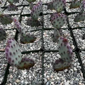 Purple Prickly Pear Cactus Live Plant - Opuntia Santa Rita - 4 inch Pot - Image 6