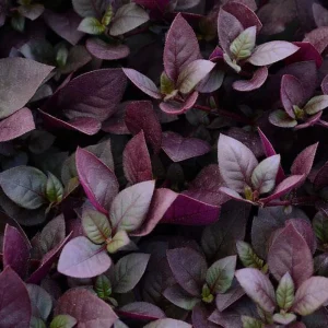 Purple Prince St. Joseph's Coat Live Plant, Alternanthera, 2.5" Pot, Indoor/Outdoor - Image 2