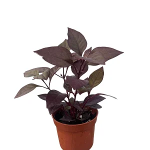 Purple Prince St. Joseph's Coat Live Plant, Alternanthera, 2.5