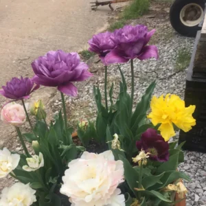 Purple Prince Triumph Tulip Bulbs - 450 Count - Royal Purple Flowers - Fall Planting - Image 2