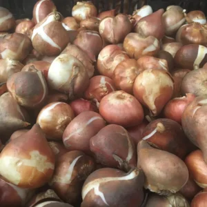 Purple Prince Triumph Tulip Bulbs - 450 Count - Royal Purple Flowers - Fall Planting - Image 3