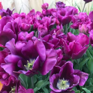 Purple Prince Triumph Tulip Bulbs - 450 Count - Royal Purple Flowers - Fall Planting - Image 1