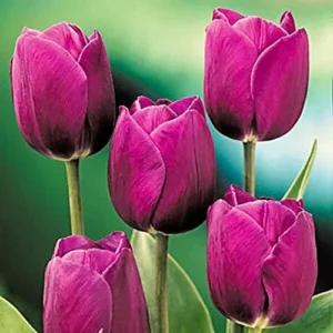 Purple Prince Tulip Bulbs - Single Early Spring Flowering, 12-14 inches tall, Outdoor - Image 2