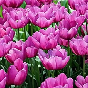 Purple Prince Tulip Bulbs - Single Early Spring Flowering, 12-14 inches tall, Outdoor - Image 3