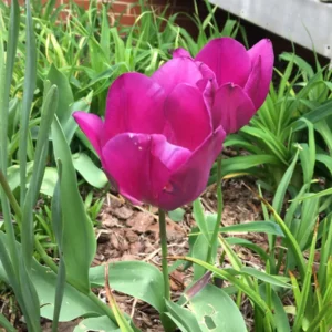 Purple Prince Tulip Bulbs - Single Early Spring Flowering, 12-14 inches tall, Outdoor - Image 1