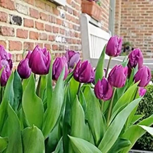 Purple Prince Tulip Bulbs - Single Early Spring Flowering, 12-14 inches tall, Outdoor - Image 4