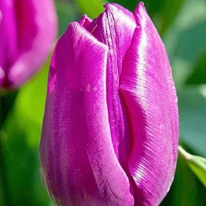 Purple Prince Tulip Bulbs - Single Early Spring Flowering, 12-14 inches tall, Outdoor - Image 5