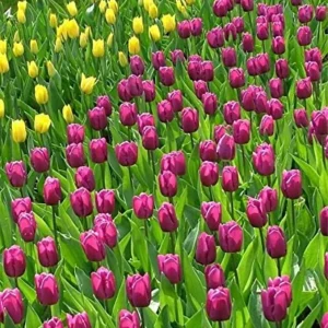 Purple Prince Tulip Bulbs - Single Early Spring Flowering, 12-14 inches tall, Outdoor - Image 6