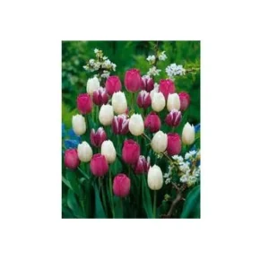 Purple Rain Mix Tulip Bulbs - Triumph Tulips - 18-20" Tall - Outdoor Spring Blooms - Image 2