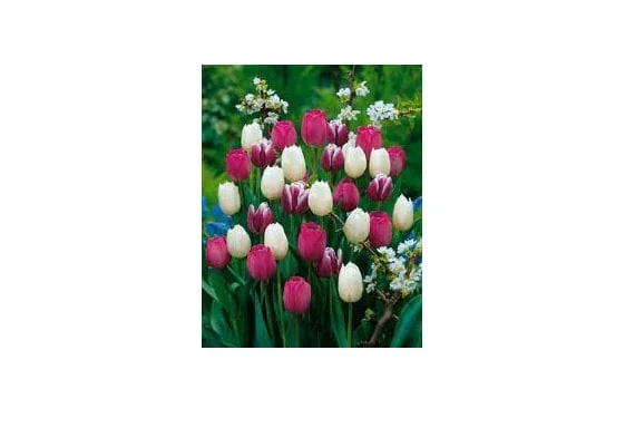 Purple Rain Mix Tulip Bulbs - Triumph Tulips - 18-20" Tall - Outdoor Spring Blooms - Image 2