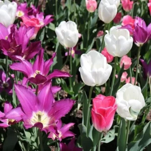 Purple Rain Mix Tulip Bulbs - Triumph Tulips - 18-20