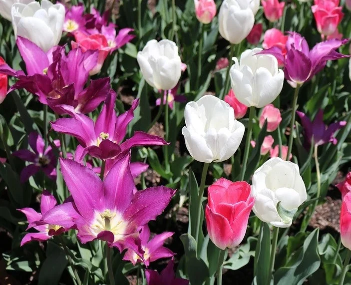 Purple Rain Mix Tulip Bulbs - Triumph Tulips - 18-20" Tall - Outdoor Spring Blooms - Image 3