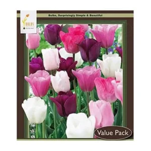 Purple Rain Mix Tulip Bulbs - Triumph Tulips - 18-20" Tall - Outdoor Spring Blooms - Image 1