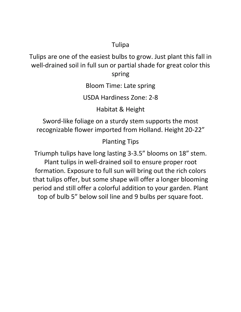 Purple Rain Mix Tulip Bulbs - Triumph Tulips - 18-20" Tall - Outdoor Spring Blooms - Image 4