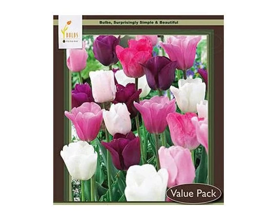 Purple Rain Mix Tulip Bulbs - Triumph Tulips - 18-20" Tall - Outdoor Spring Blooms - Image 1