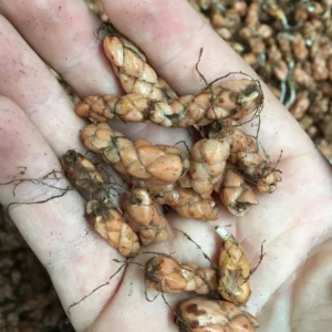 Purple Rain Shamrock Bulbs - Oxalis triangularis - Indoor/Outdoor Plant Bulbs - Image 4