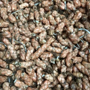 Purple Rain Shamrock Bulbs - Oxalis triangularis - Indoor/Outdoor Plant Bulbs - Image 6