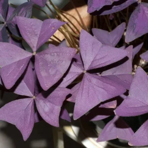 Purple Rain Shamrock Oxalis Bulbs - Easy Houseplant - Oxalis Triangularis - Image 2