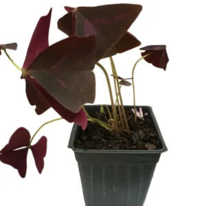 Purple Rain Shamrock Oxalis Bulbs - Easy Houseplant - Oxalis Triangularis - Image 3