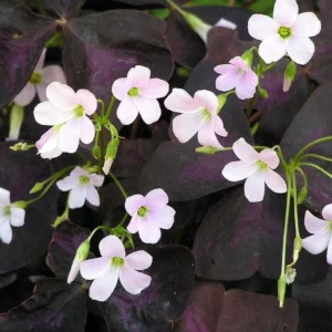 Purple Rain Shamrock Oxalis Bulbs - Easy Houseplant - Oxalis Triangularis - Image 1