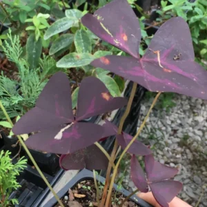 Purple Rain Shamrock Oxalis Bulbs - Easy Houseplant - Oxalis Triangularis - Image 5