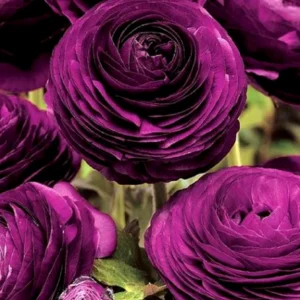 Purple Ranunculus Bulbs - 14 Corms for Garden & Wedding Flowers - Image 12