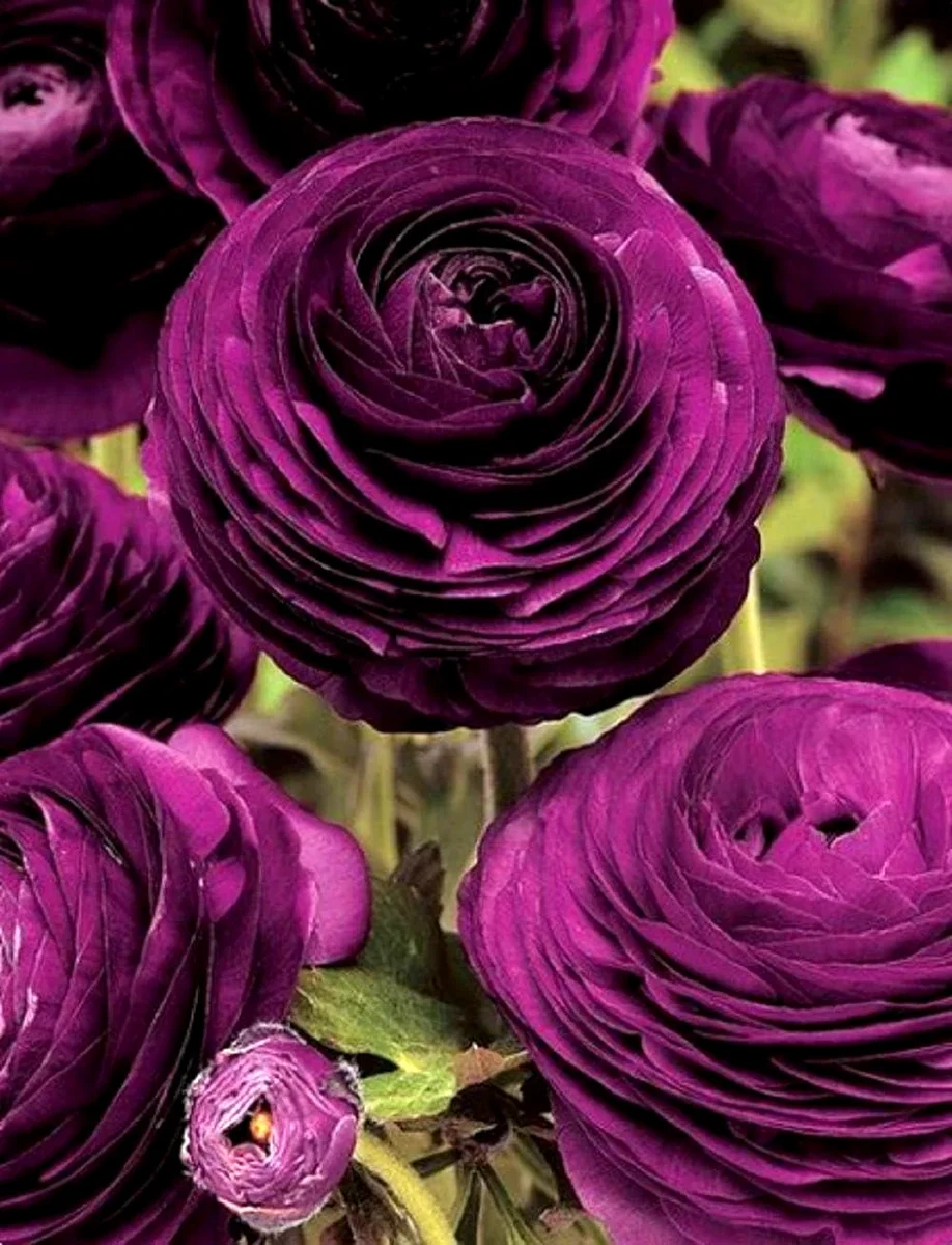 Purple Ranunculus Bulbs - 14 Corms for Garden & Wedding Flowers - Image 12