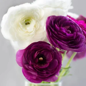 Purple Ranunculus Bulbs - 14 Corms for Garden & Wedding Flowers - Image 16