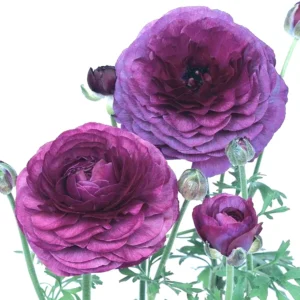 Purple Ranunculus Bulbs - 14 Corms for Garden & Wedding Flowers - Image 7