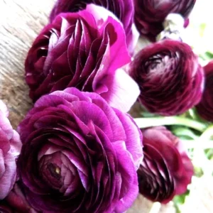 Purple Ranunculus Bulbs - 14 Corms for Garden & Wedding Flowers - Image 8