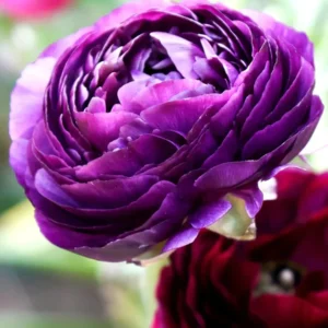Purple Ranunculus Bulbs - 30 Quality Corms for Planting - Indoor & Outdoor Flowers - Image 4