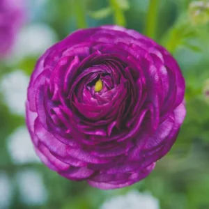 Purple Ranunculus Bulbs - 30 Quality Corms for Planting - Indoor & Outdoor Flowers - Image 6