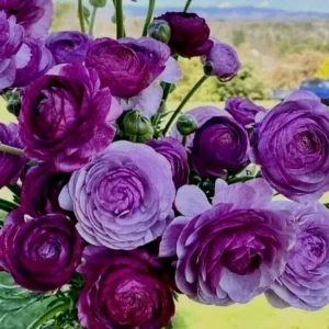 Purple Ranunculus Corms - 15 Bulbs, Perennial Flowers for Planting - Image 2