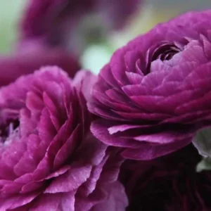 Purple Ranunculus Corms - 15 Bulbs, Perennial Flowers for Planting - Image 3