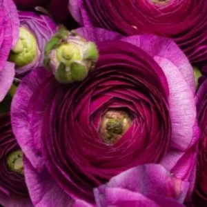 Purple Ranunculus Corms - 15 Bulbs, Perennial Flowers for Planting - Image 4