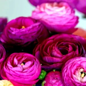 Purple Ranunculus Corms - 15 Bulbs, Perennial Flowers for Planting - Image 7