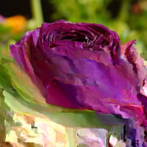 Purple Ranunculus Flower Bulbs - 15 Corms, Peony Rose Buttercup Type for Garden - Image 4