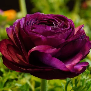 Purple Ranunculus Flower Bulbs - 15 Corms, Peony Rose Buttercup Type for Garden - Image 5