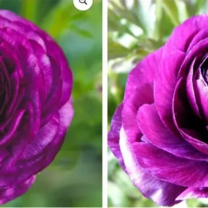 Purple Ranunculus Flower Bulbs - 15 Corms, Peony Rose Buttercup Type for Garden - Image 7