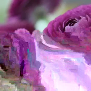 Purple Ranunculus Flower Bulbs - 25 Corms, 7+cm - Perennial, Indoor/Outdoor - Image 1