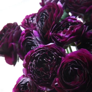 Purple Ranunculus Flower Bulbs - 25 Corms for Garden & Wedding Bouquets, Perennial - Image 2